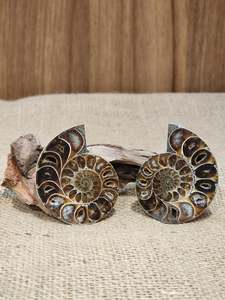 Ammonite Pair #7