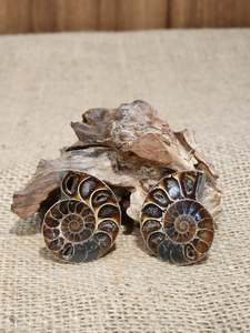 Fossils Specimens: Ammonite Pair #5