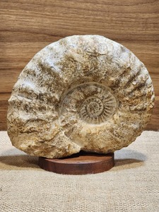 Ammonite "Bodhi"