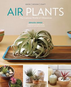 Home Garden Diy: Air Plants: The Curious World of Tillandsias