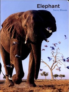 Elephant by Steve Bloom