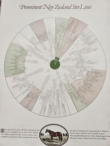 Prominent New Zealand Sire Lines Chart