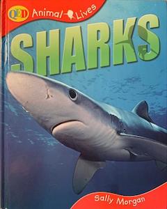 Sharks - By Sally Morgan