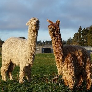 Sherlin Alpacas - boonly
