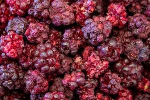 Freeze Dried Fruit: Organic Wild Freeze Dried Whole Blackberries