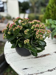 Products: Plant Lovers Havelock North - BOTANIC FUSION FLORIST