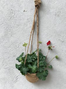 Products: HANGING PLANT - Botanic Fusion Florist Fresh Flowers Havelock North