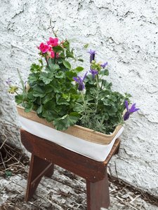 Products: Garden Lovers Basket – Potted Plant Gift Florist Havelock North & Hastings - Botanic Fusion