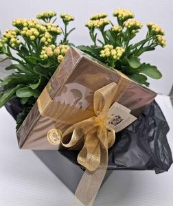 Gifts Bouquet Floral: Kalanchoe Plant & Scilla Chocolates