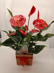 Products: Plant - Anthurium Red Plant