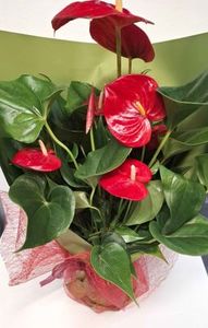 Products: Plant - Anthurium Red Plant