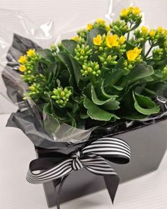 Plant - Kalanchoe Plant