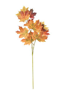 New: Autumnal Maple Leaves