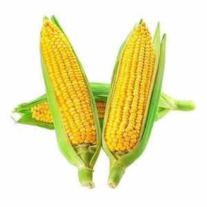 Sweet Corn 3 Pcs