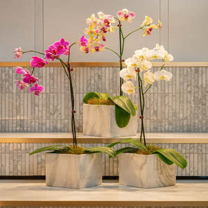 Orchid Plant