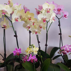 Mini Orchid Plant