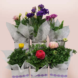 Seasonal Flower in Small Bag