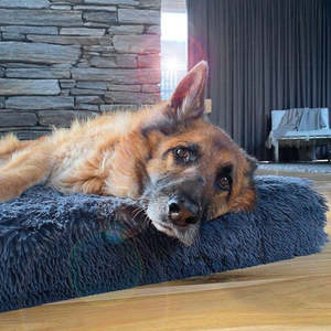 Pets: Brooklyn® Ultra Memory Foam Bed