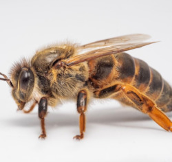 Spring Mated Queen Bee