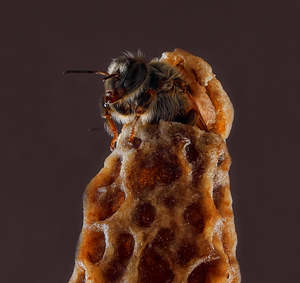 Bees: Virgin Queens