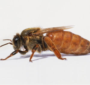 Spring Mated Queen Bee