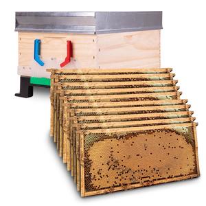 Bees: Beehive Complete, Single Brood Box