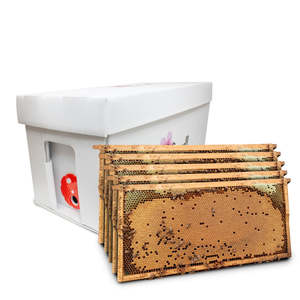 Bees: 5 Frame NUC of bees