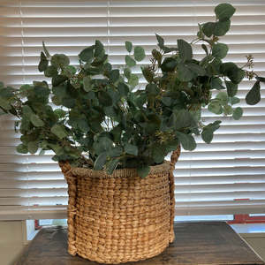 Eucalyptus Stem with Seeds 1.1m