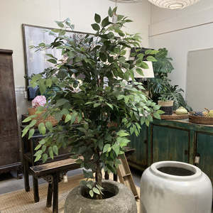 Homewares: Fiscus Tree Potted 1.8m