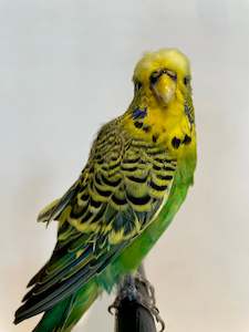 Products: Atticus the Budgie-Taxidermy