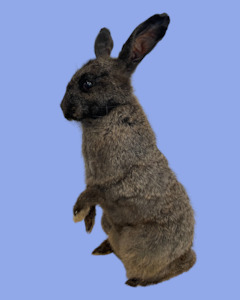 Products: Standing Chocolate Rabbit-Taxidermy