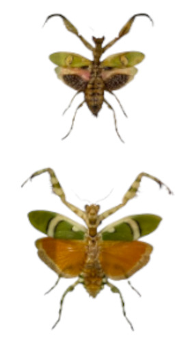 Taxidermy: Jeweled Flower Mantis and Banded Flower Mantis - Framed