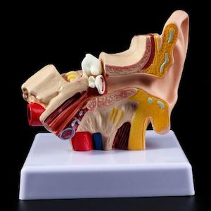 Anatomical Models: Ear Anatomy Model