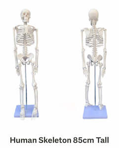 Anatomical Models: Human Skeleton