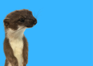 Gifts 20 And Under: Cute Baby Stoat Card