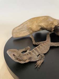 Antoinette Ratcliffe: Juvenile Bearded Dragon - Antoinette Ratcliffe
