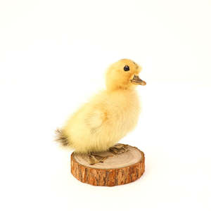 Taxidermy Peking Duckling - Mounted