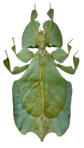Framed  Giant Leaf Insect