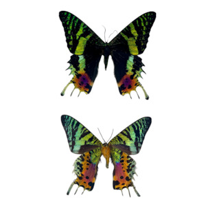 Pair of Framed Sunset Moths