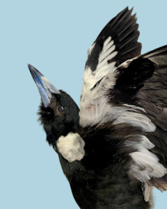 Taxidermy: Magpie Taxidermy with Full Wingspan by Antoinette Ratcliffe