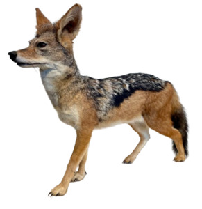 Taxidermy: Jackal #1 Taxidermy