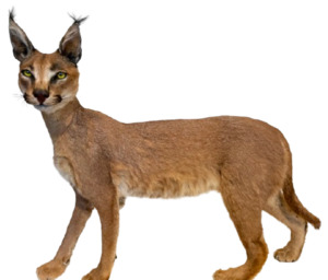 Taxidermy: Caracal #1 Full Body Mount Taxidermy