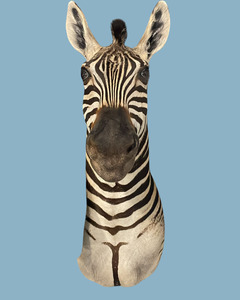 Taxidermy: Zebra Bust #2 Taxidermy