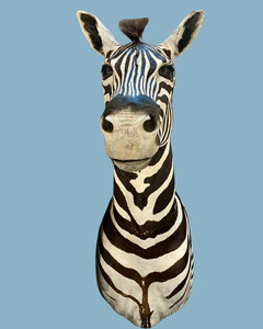 Zebra Bust #1 Taxidermy