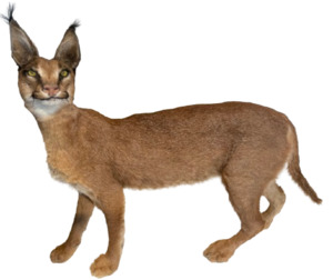 Taxidermy: Caracal #2 Full Body Mount Taxidermy