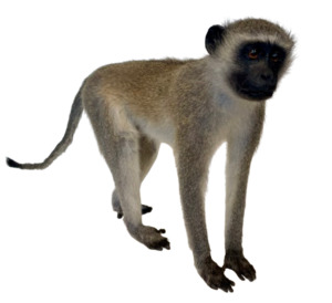 Vervet Monkey Full Body Mount Taxidermy