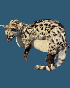 Taxidermy: Cape Genet Taxidermy