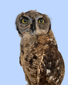Juvenile Eagle Owl