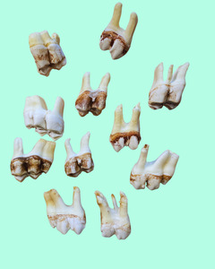 Taxidermy: Genuine Giraffe Teeth
