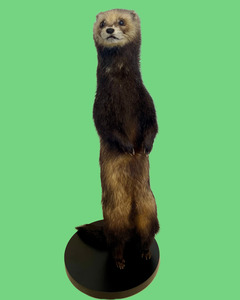 Standing Ferret-B